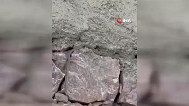 Yılanlar, Özmen ailesinin kabusu oldu