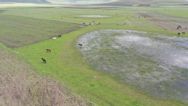 Yılkı atları görenleri kendine hayran bırakıyor