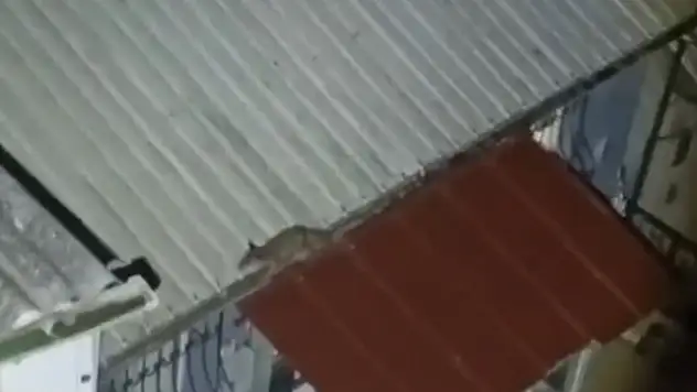 Yolunu şaşırdı evin çatısına çıktı! Vatandaşlar harekete geçti