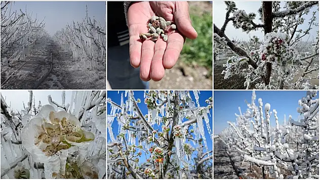 Zirai don mağduru çiftçilere müjde: Destekleme ödemesi kapıda! Peki Konyalılar faydalanacak mı?