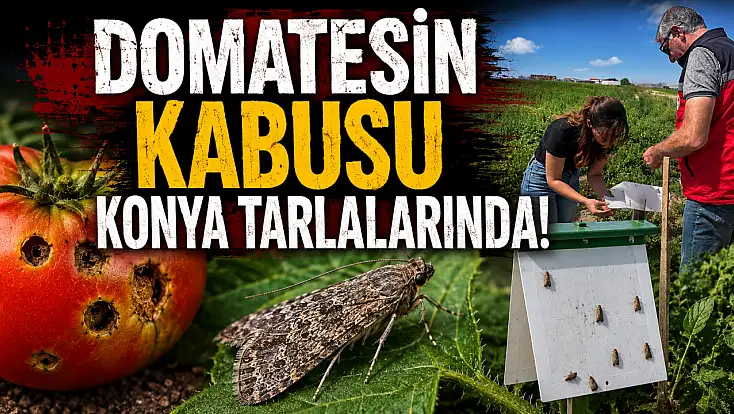 Domatesin kabusu Konya tarlalarında!