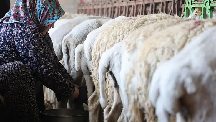 Gece dağda otluyor, sabah elle sağılıyor: Konya’da kadın emeği doğal peynire dönüşüyor