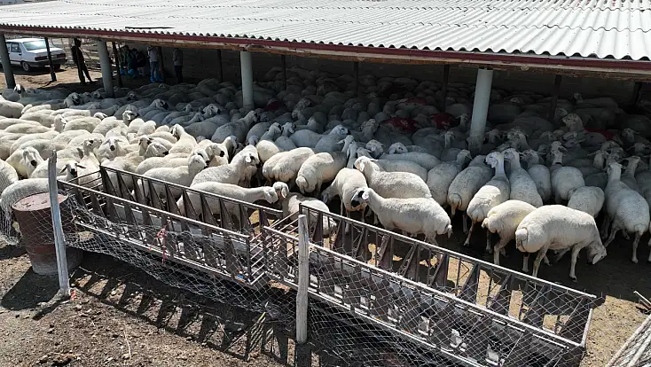 Konya Büyükşehir'den ücretsiz veteriner desteği
