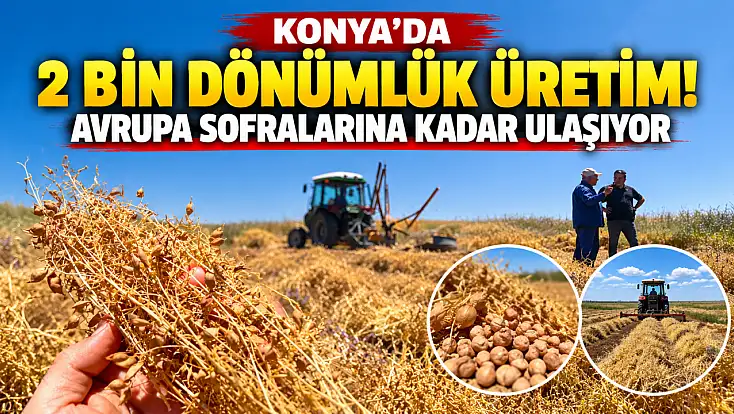 Konya’da 2 bin dönümlük üretim! Avrupa sofralarına kadar ulaşıyor
