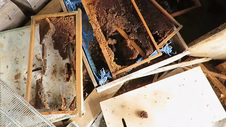 Konya’da ayı istilası! Atalık hanaylara giren ayı, kara kovan balını talan etti