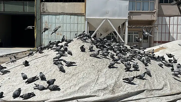 Konya’da buğdayın bir de kanatlı müşterileri var