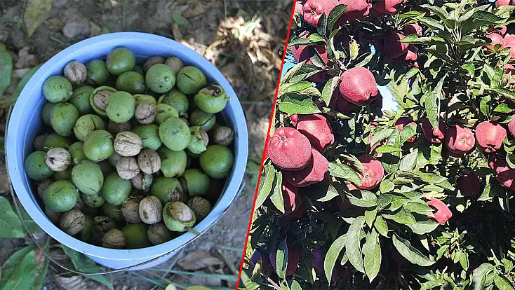 Konya’da dallar bereket dolu! Çifte hasat sevinci