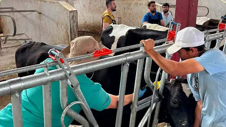 Konya’da hayvancılıkta sağlık operasyonu: Haritadan silmek için gece gündüz sahadalar