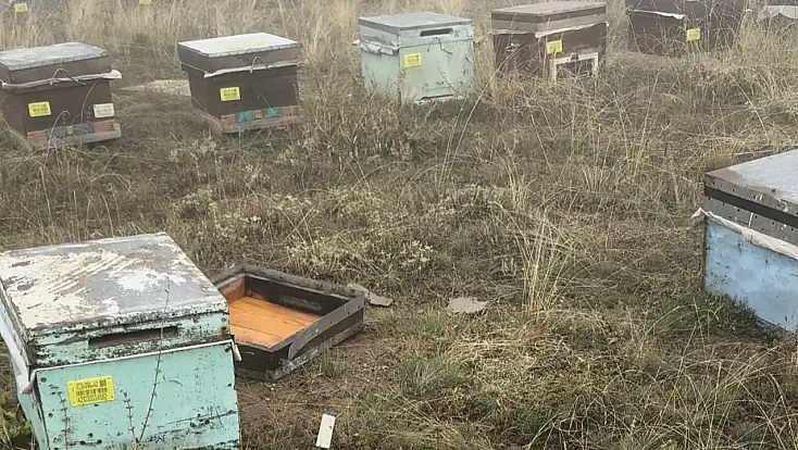 Konya’da kovanları talan eden ayıya arıcıdan güldüren tepki: “Tosunum yemiş gene”