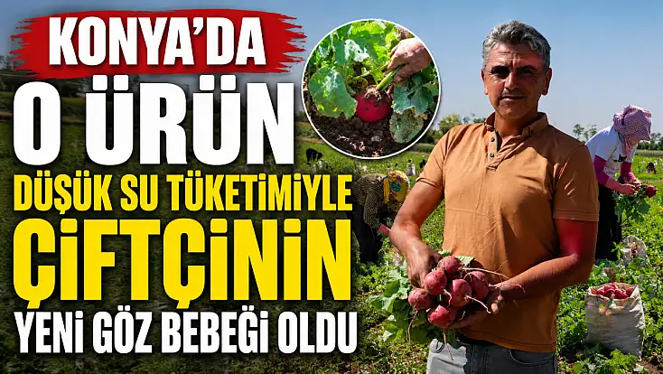Konya'da o ürün düşük su tüketimiyle çiftçinin yeni göz bebeği oldu
