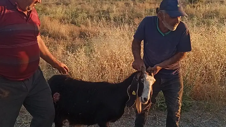 Konya'da sürüden ayrılan keçi köpeklerin hedefi oldu