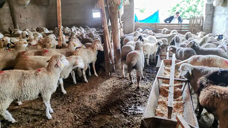 Konya’da üreticinin yüzünü güldüren destek! 100 küçükbaş hayvan teslim edildi