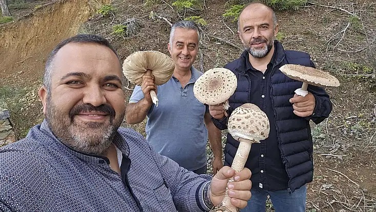 Konya’da yağış sonrası mantar bereketi:  Testereyle kestiler