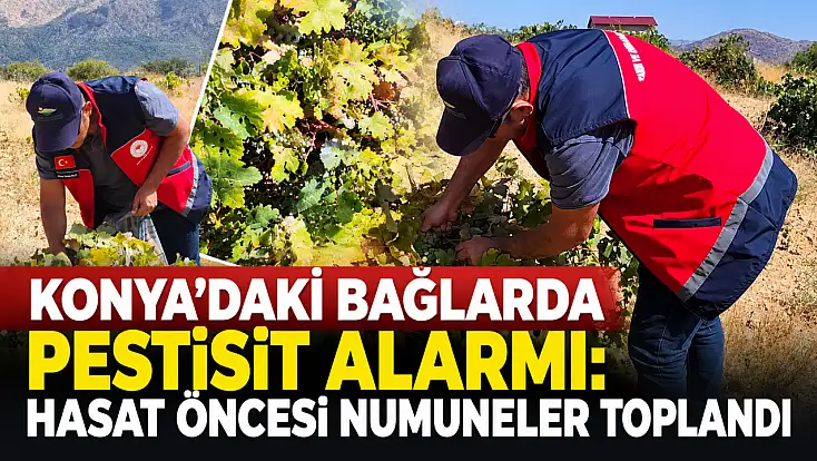 Konya'daki bağlarda pestisit alarmı: Hasat öncesi numuneler toplandı