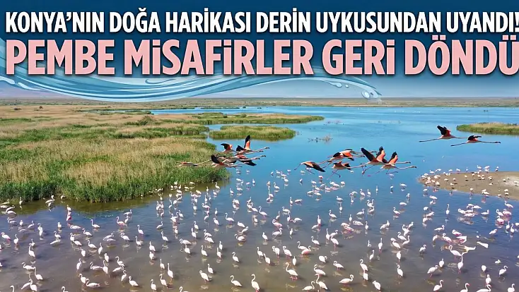 Konya'nın doğa harikası derin uykusundan uyandı! Pembe misafirler geri döndü