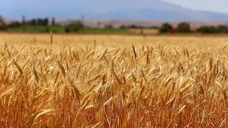 Konya Ovası'nda çiftçinin bayramı başladı!