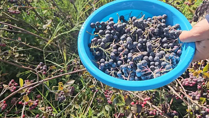 Konya Ovası'nda ezber bozan üretim! Kilogramı 250 liradan satılıyor