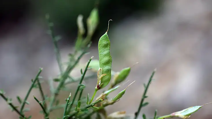 Selçuk Üniversitesi emekli öğretim üyesinden bilim dünyasını heyecanlandıran keşif