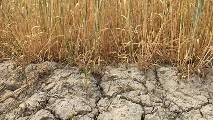 Konya’da kuraklık alarmı: 2026 sulama sezonunda kısıtlı sulama uygulanacak