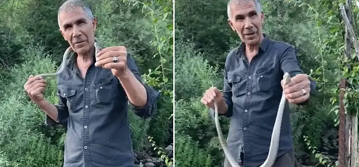 Bir ısırığı hayatına mal olabilecekken, onu boynuna doladı