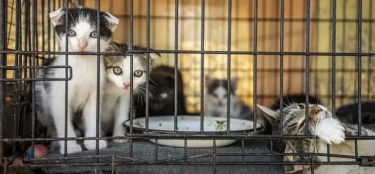 Kesip satmak için 2 bin 700 kediyi çalan şebeke çökertildi