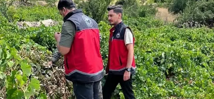 Konya bağlarında 'Salkım Güvesi' denetimi