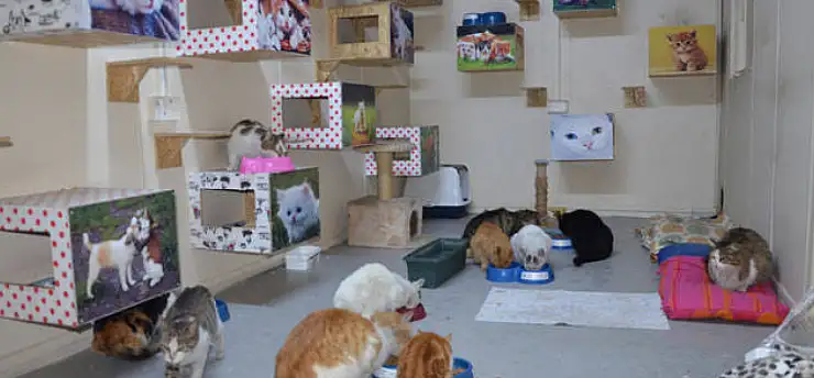 Konya'da çocuklar bu kez minik dostları için kolları sıvıyor