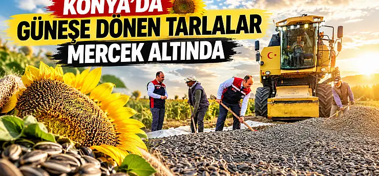 Konya'da güneşe dönen tarlalar mercek altında