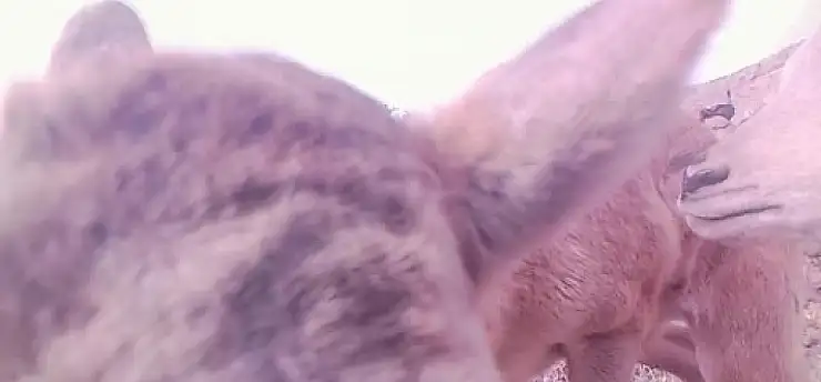 Konya'nın komşusunda kalpleri ısıtan nadir görüntü