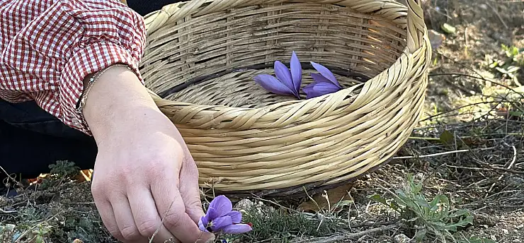 Ne altın ne mücevher! Tarladaki mor çiçeğin kilosu 800 bin TL
