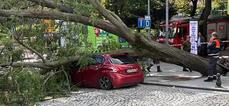 Parkta korkutan anlar! Ağaç otomobilin üzerine devrildi
