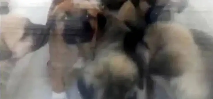 Sahiplendiği köpeklere cinsel istismarda bulunup öldürdüğü iddia edilen doktorla ilgili yeni gelişme