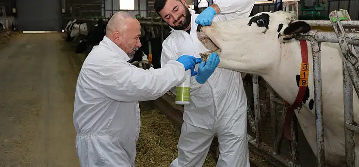 Şap hastalığına karşı yerli çözüm: Hayvanları hızla iyileştiriyor