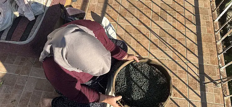 Toroslar'da kendi kendine yetişiyor, meyvesi de yağı da posası da para ediyor