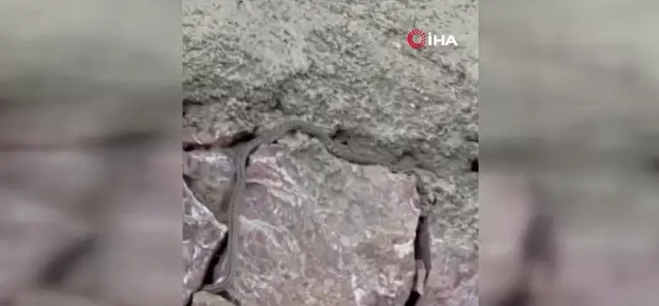 Yılanlar, Özmen ailesinin kabusu oldu