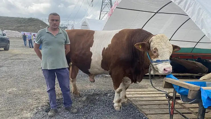 1 ton 200 kilogramlık dana alıcısını bekliyor