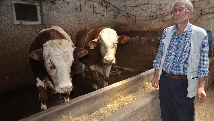 1 ton 360 kiloluluk 'Şahmeran' satışa çıkarıldı