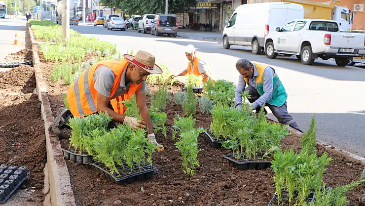 10 bin mevsimlik kadife çiçeği dikildi