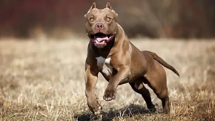 13 yaşındaki çocuk Pitbull'dan kaçamadı