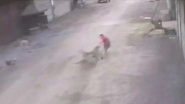 14 yaşındaki çocuk saldırgan köpeklerin saldırısına uğradı