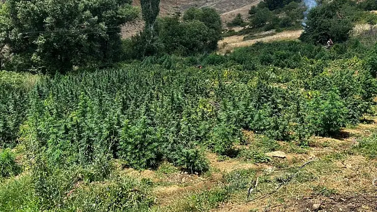 2 milyon kök Hint keneviri ve 110 kilogram esrar ele geçirildi