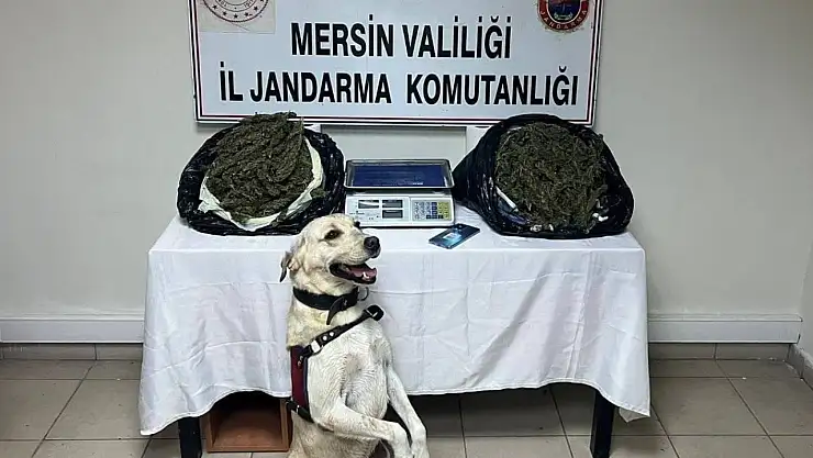 3 adrese baskın: 14 kilo esrar ele geçirildi