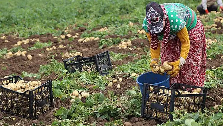 Patates ve soğan ihracatı kontrollü olarak açılıyor