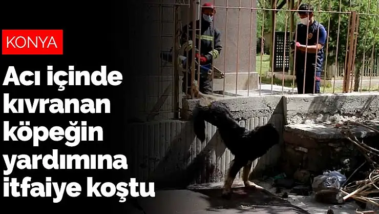 Konya'da acı içinde kıvranan köpeğin yardımına itfaiye koştu