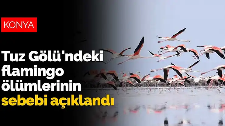 Tuz Gölü'ndeki flamingo ölümlerinin sebebi açıklandı