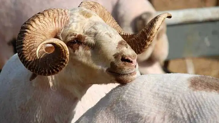 Kurban satış ve kesimine ilişkin kurallar belirlendi