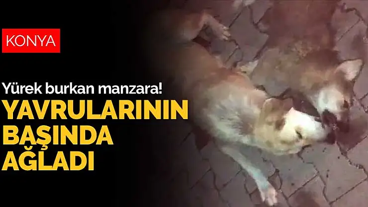 Konya'da yürek burkan manzara! Anne köpek biri ölü diğeri yaralı olan yavrularının başında ağladı