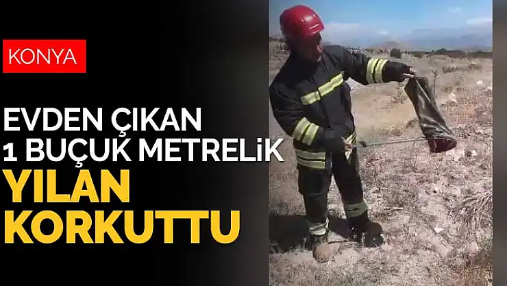 Konya Ereğli'de evden çıkan 1 buçuk metrelik yılan korkuttu