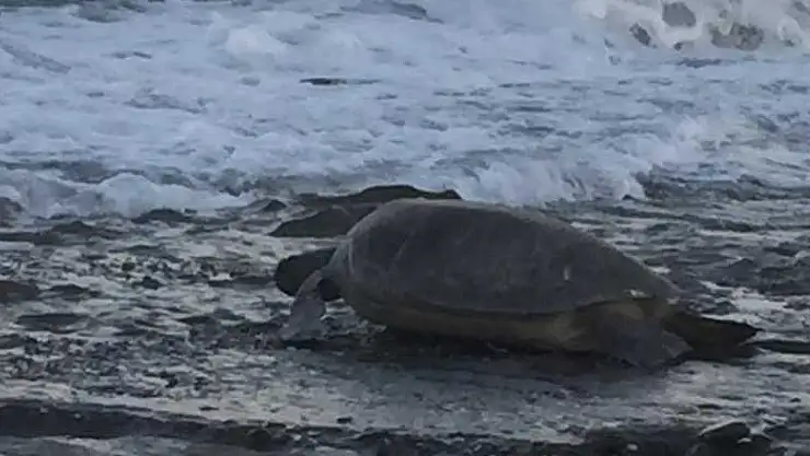 Alanya sahilleri en hassas günlerini yaşıyor! Siz de dikkatli olun