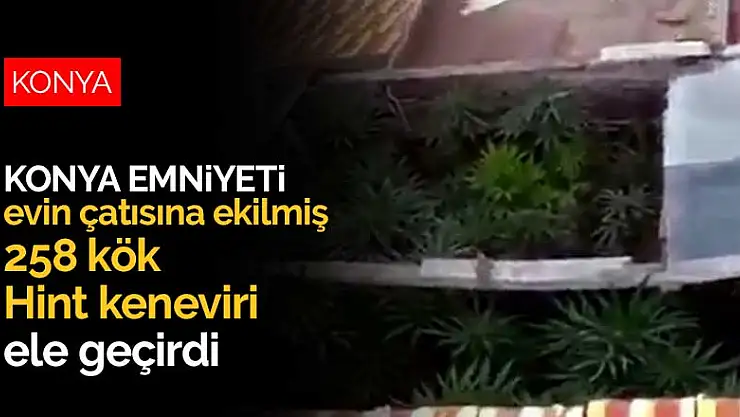 Konya Emniyeti evin çatısına ekilmiş 258 kök Hint keneviri ele geçirdi